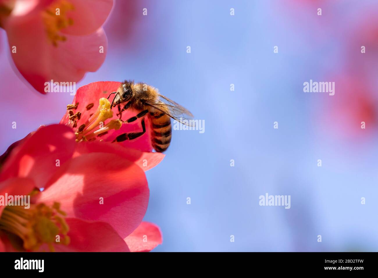 Macro close up of honey bee pollinating flowering quince bloom on bush in spring against blue skies with copy space. Stock Photo