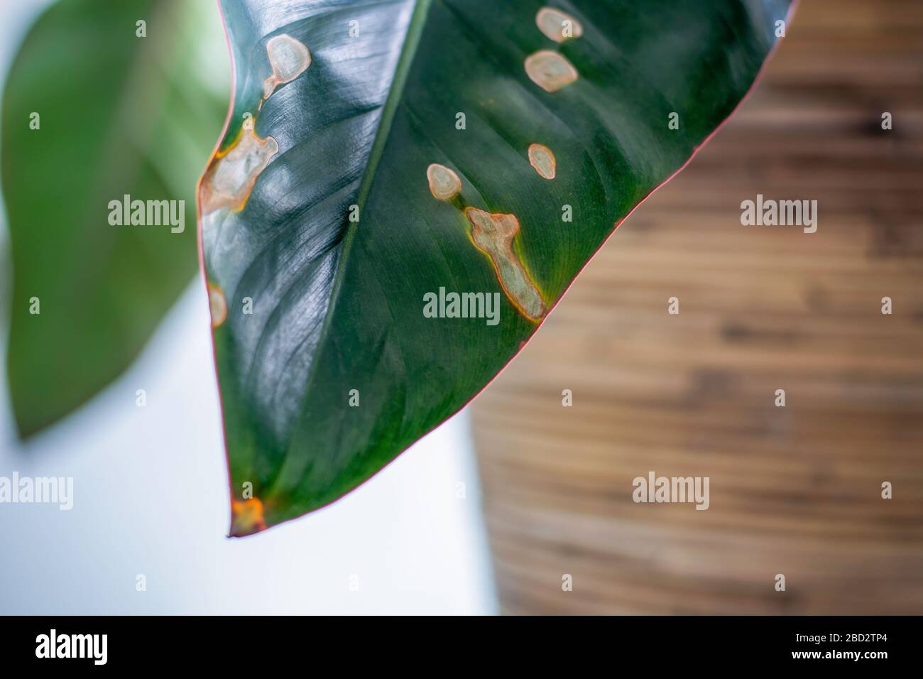 Yellowing spots on leaves on houseplant. Sick house plant. Dehydration plant by giving too little water. Stock Photo