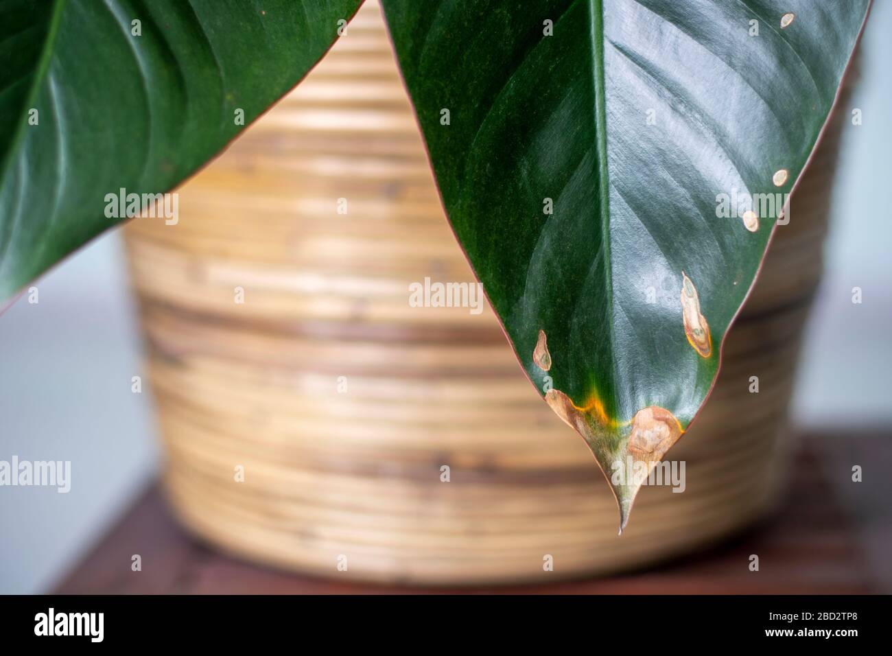 Yellowing spots on leaves on houseplant. Sick house plant. Dehydration plant by giving too little water. Stock Photo