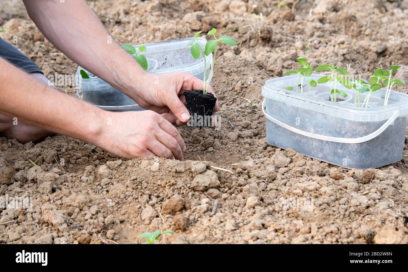 hands planting cucumber seedling. Aclose up Stock Photo