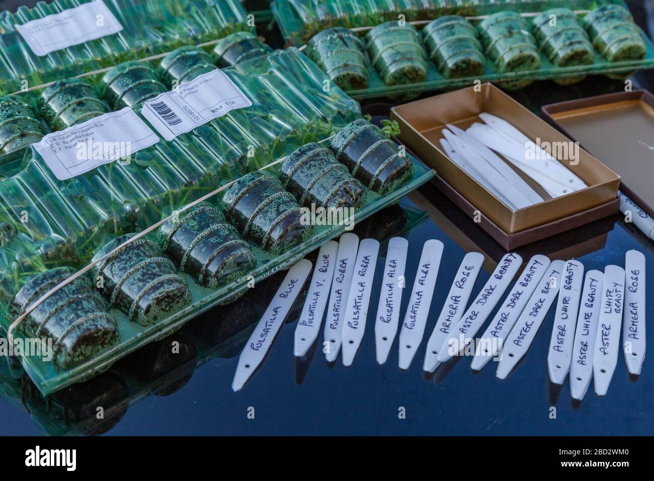 Plant labels on a garden table next to plug plant packages. Stock Photo