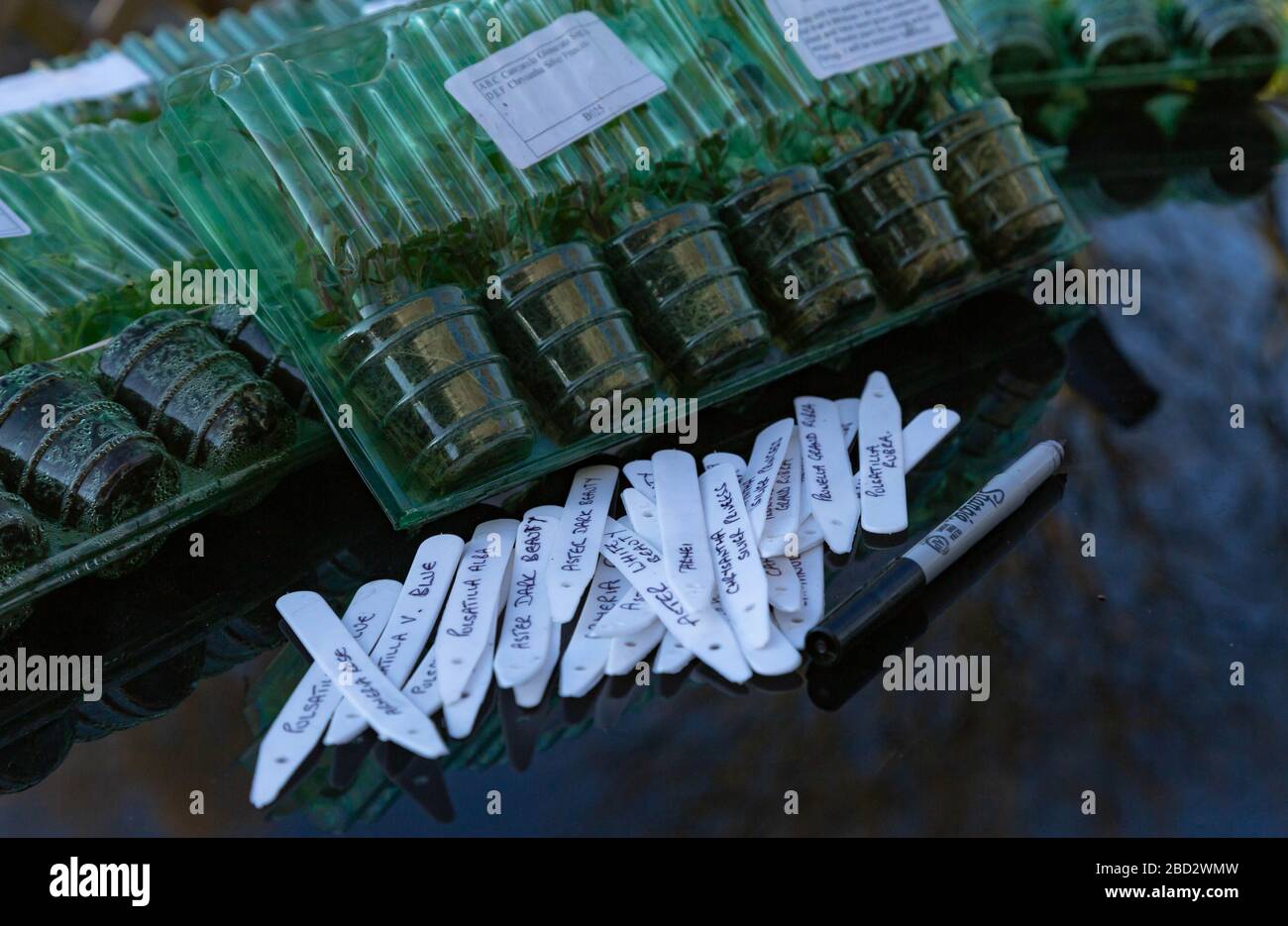 Plant labels on a garden table next to plug plant packages. Stock Photo