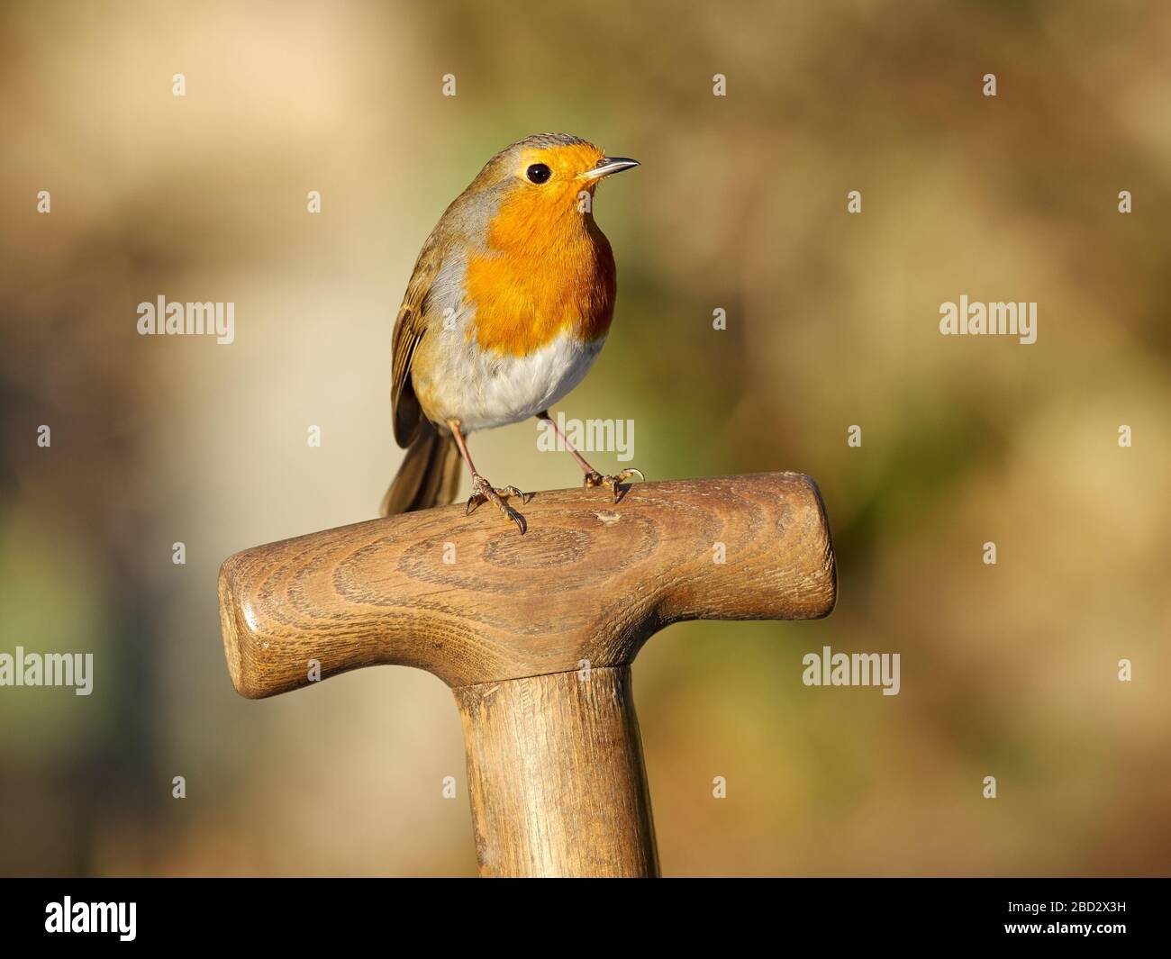 Robin perched on a on wooden garden fork handle Stock Photo