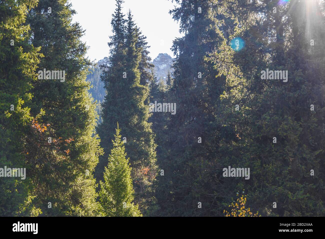 Tian Shan spruce in morning light background. Stock Photo