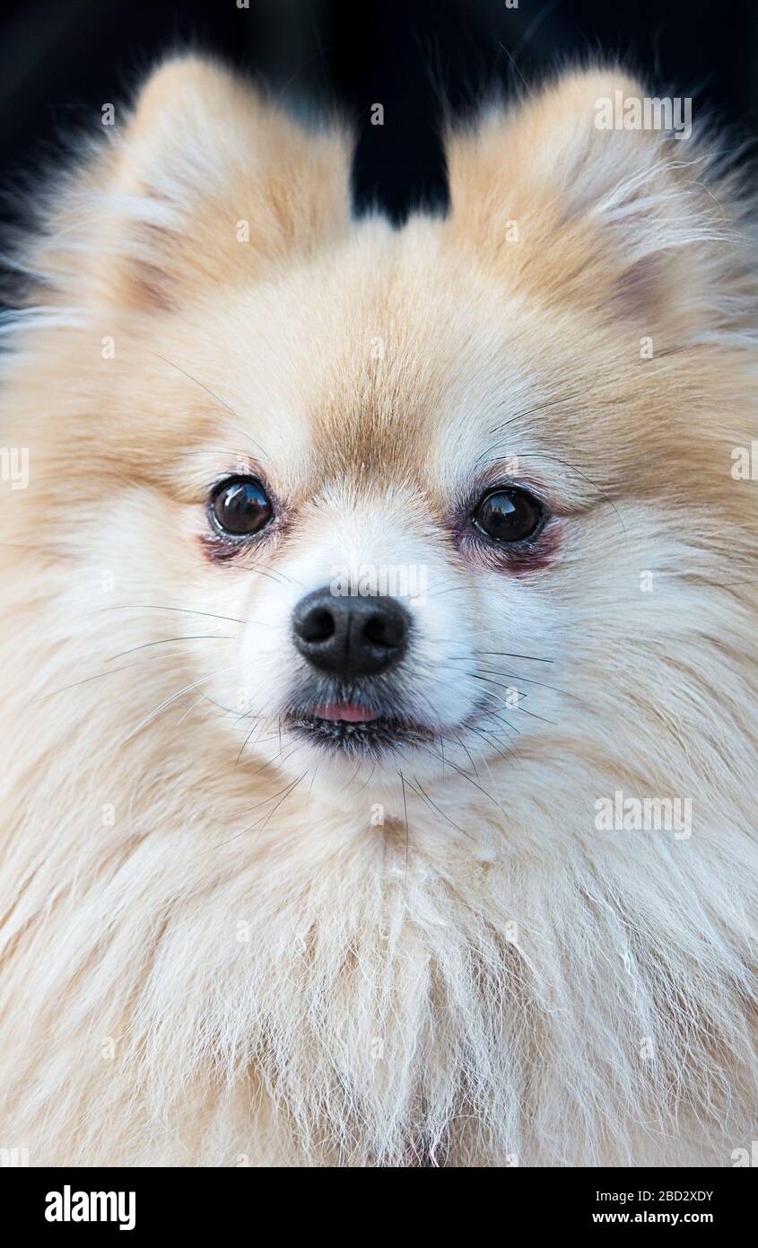 Close up portrait of a furry white pomeranian dog with a funny expression on its face Stock Photo