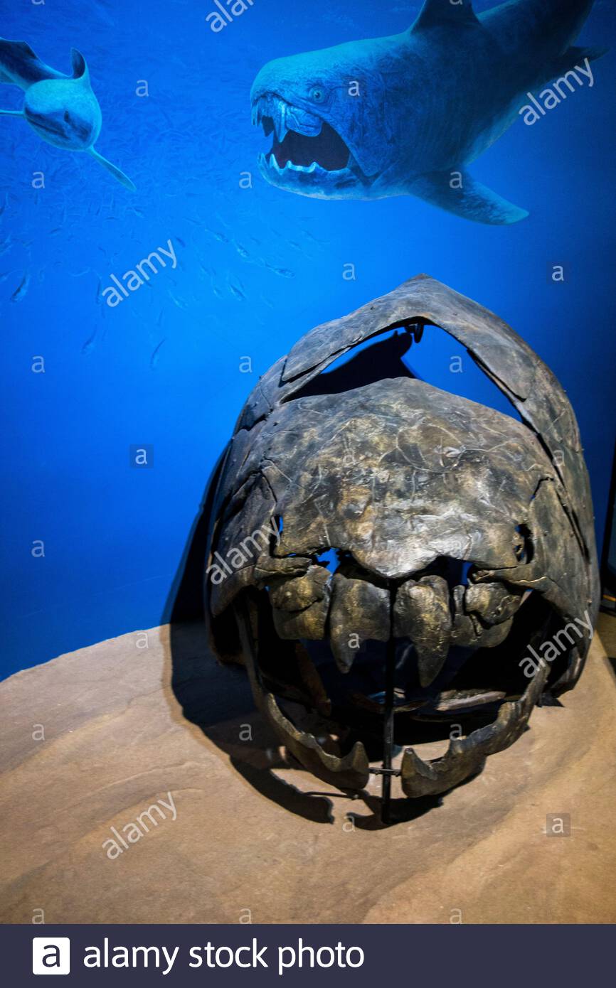 Prehistoric Fish High Resolution Stock Photography and Images Alamy