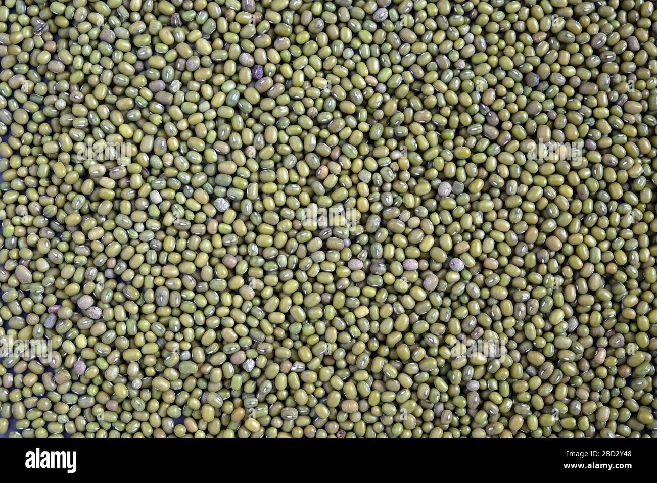 Food supplies. Crop of many dry green lentil grains on flat surface as background top view close up Stock Photo