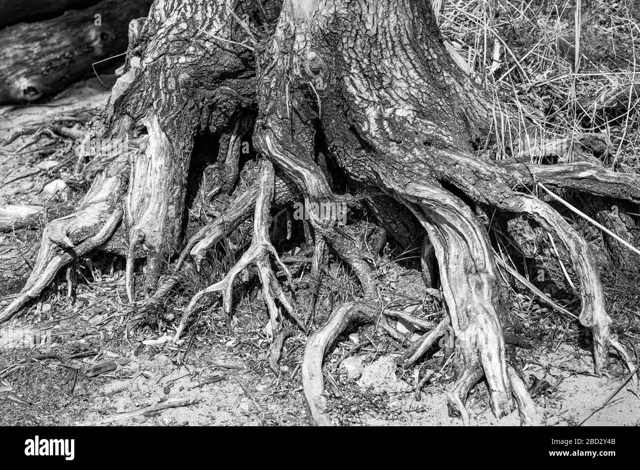 Black and white shot of roots at a local recreation area at the lake constance Stock Photo