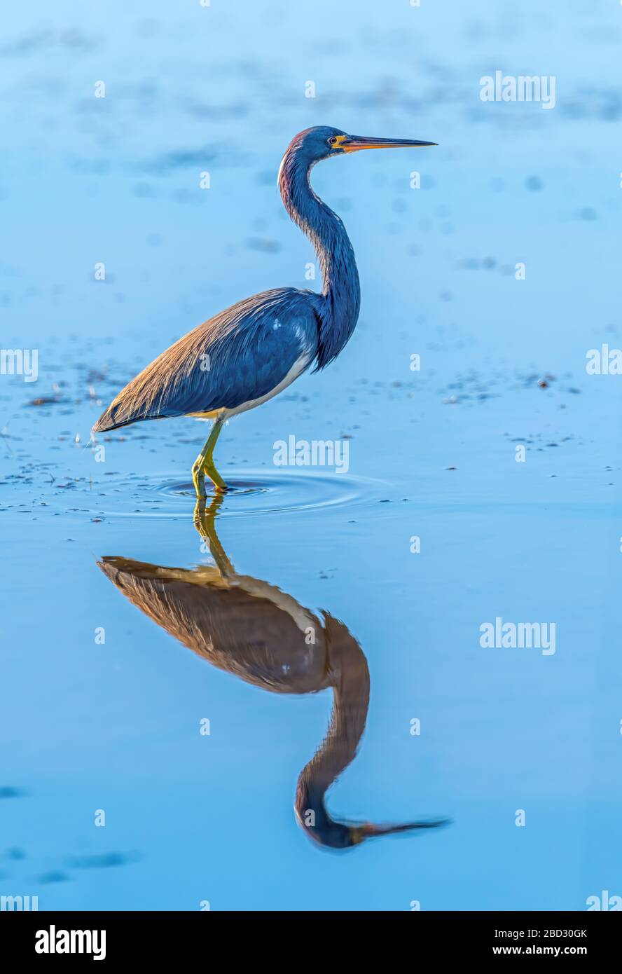 A Tricolored Heron (Egretta tricolor) wading in the water in the  Merritt Island National Wildlife Refuge, Florida, USA. Stock Photo