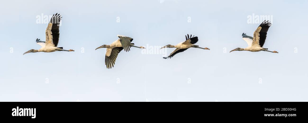 Composite of four photos of a Wood Stork (Mycteria americana) flying over Merritt Island National Wildlife Refuge, Florida, USA. Stock Photo