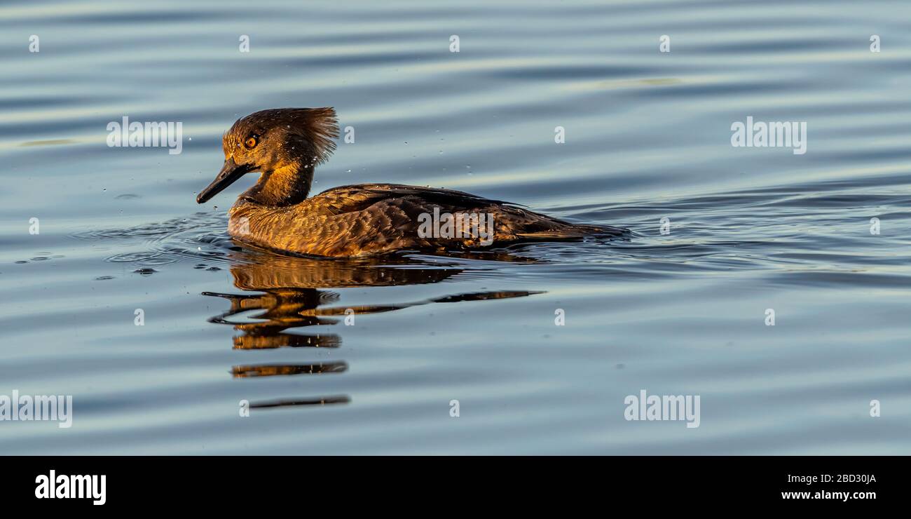 An immature male Hooded Merganser (Lophodytes cucullatus) swimming on top of the water in the Merritt Island National Wildlife Refuge, Florida, USA. Stock Photo
