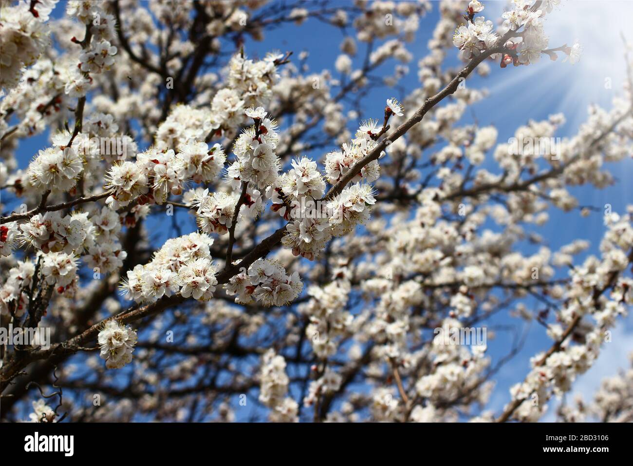Spring tree branches with blossoms on bright blue sky background Stock ...