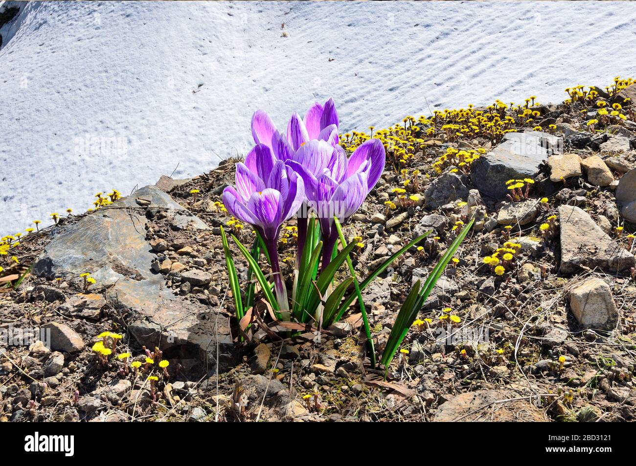 Bunch of violet crocus flowers and many bright yellow foalfoot or coltsfoot flowers (Tussilago farfara) between stones - early spring landscape. Snowy Stock Photo