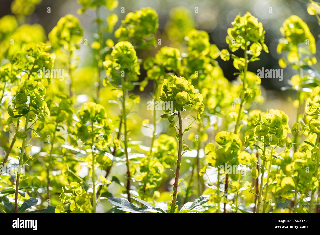 Euphorbia Stock Photo