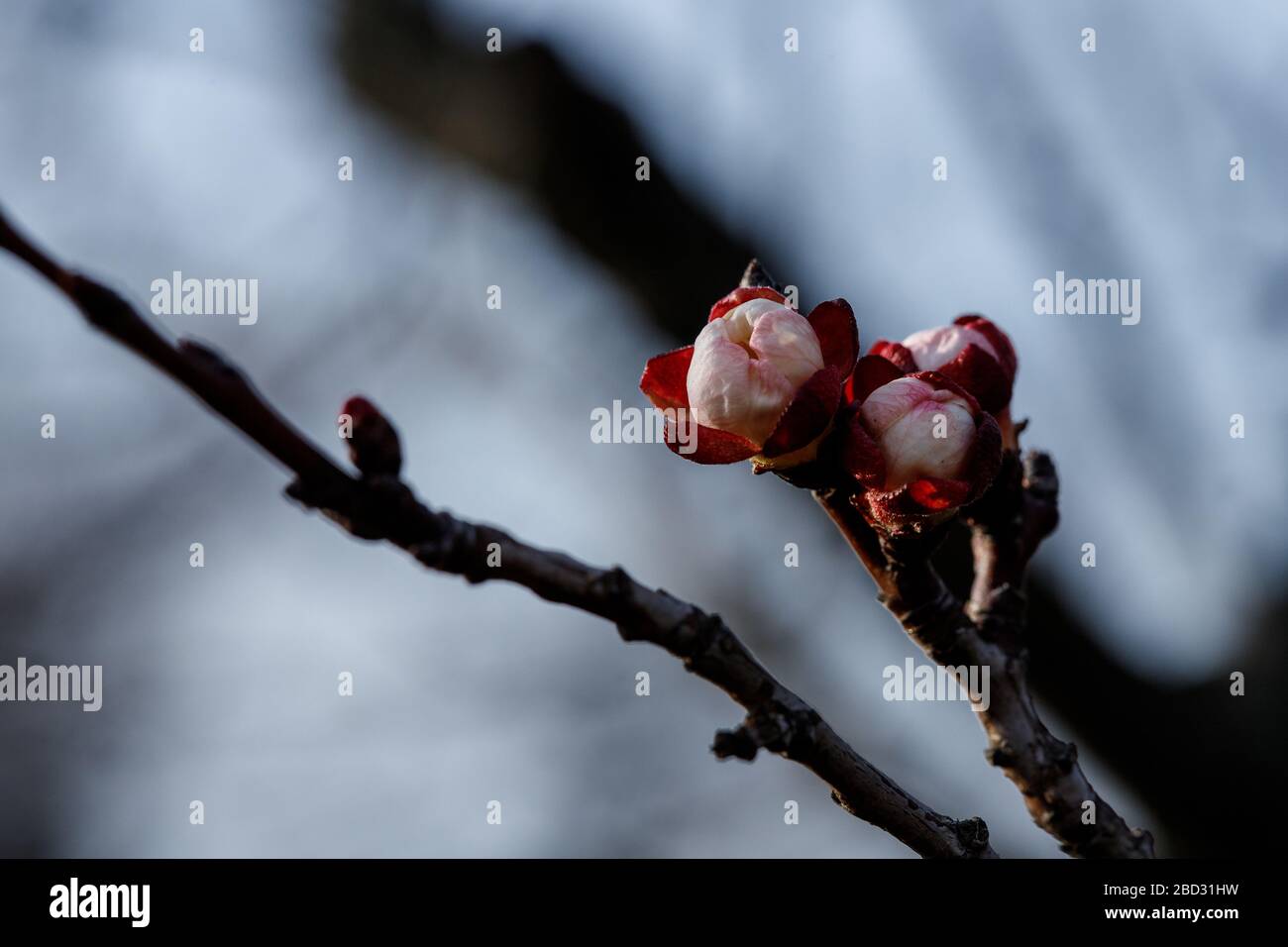 Young green kidneys begin to develop and open white on a cherry tree in