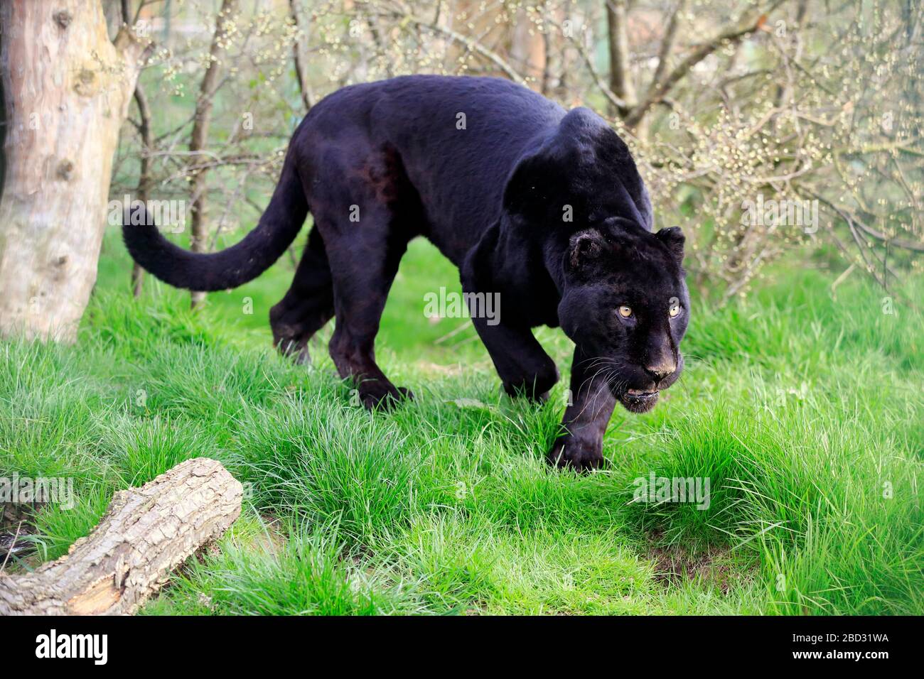 Jaguar, Black Panther (Panthera onca), adult, alert, walking in the grass,  captive, England, United Kingdom Stock Photo - Alamy