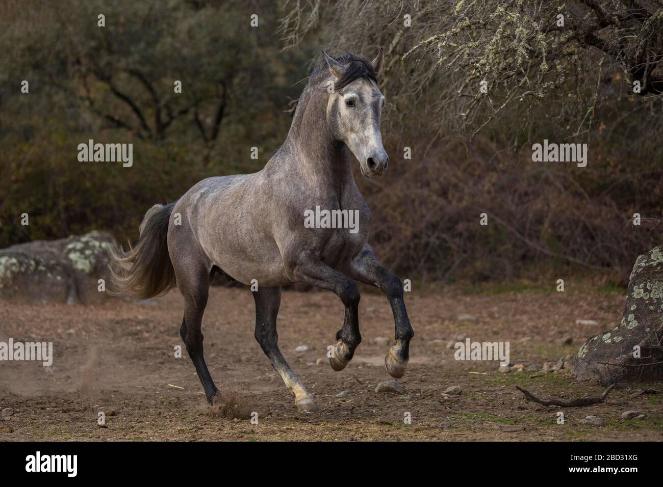 Young P.R.E. stallion, Andalusian grey stallion in movement, Andalusia, Spain Stock Photo