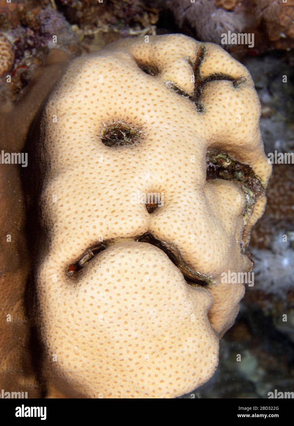 Grimace on stony coral (Scleractinia), Sinai Peninsula, Red Sea, Egypt Stock Photo