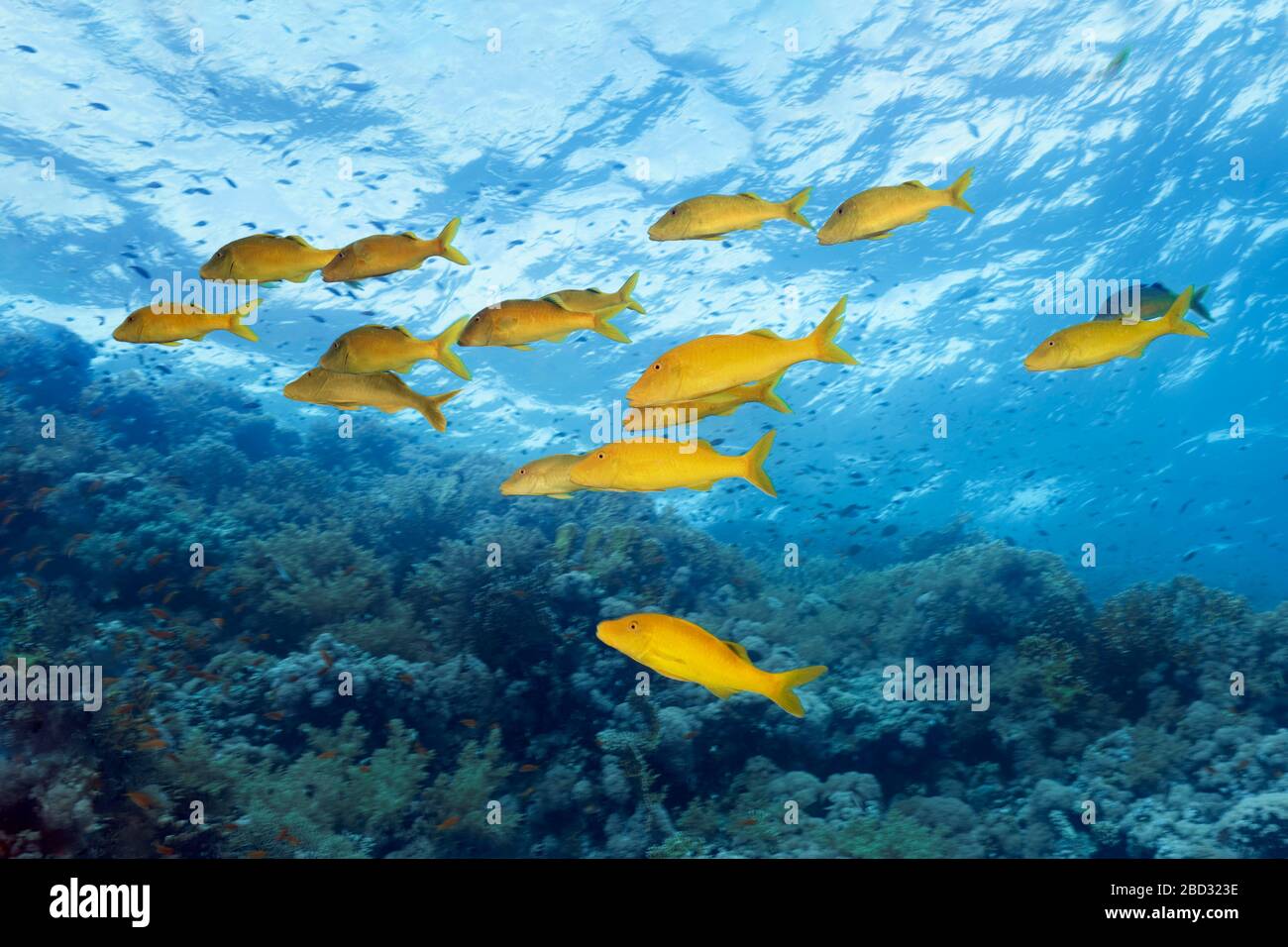 Swarm Golden Goatfish (Parupeneus cyclostomus), on the coral reef, Red Sea, Sharm el Sheikh, Sinai Peninsula, Egypt Stock Photo