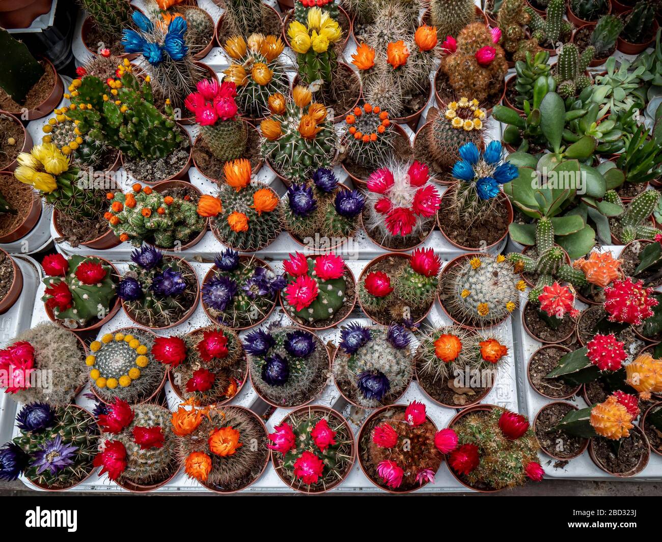 Colourful flowering cacti for sale hires stock photography and images