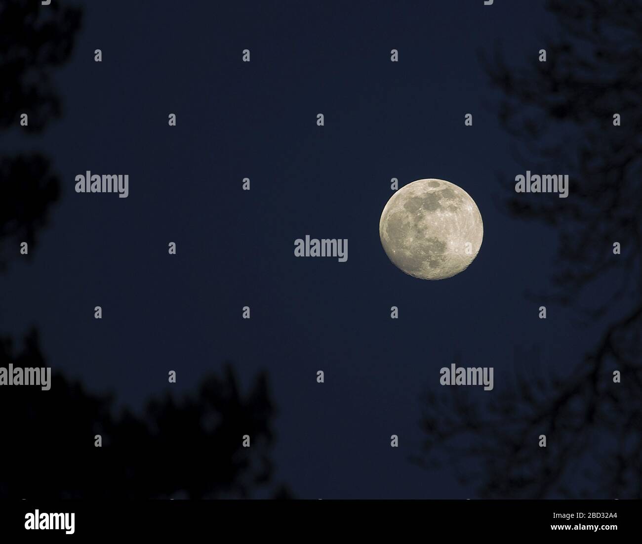 Sidmouth, Devon, UK. 6th April 2020 A waxing gibbous moon rises between trees above Sidmouth, Devon this evening. Credit: Photo Central/Alamy Live News Stock Photo