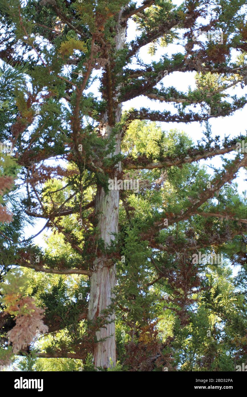 Branches and trunk of a Cryptomeria japonica, Cypress tree in the autumn in Raleigh, North Carolina, USA Stock Photo