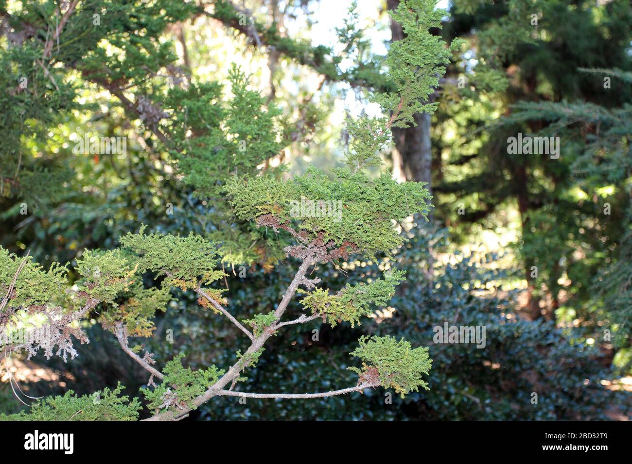 Close up of a branch of a Cryptomeria japonica, Cypress tree in the autumn in Raleigh, North Carolina, USA Stock Photo