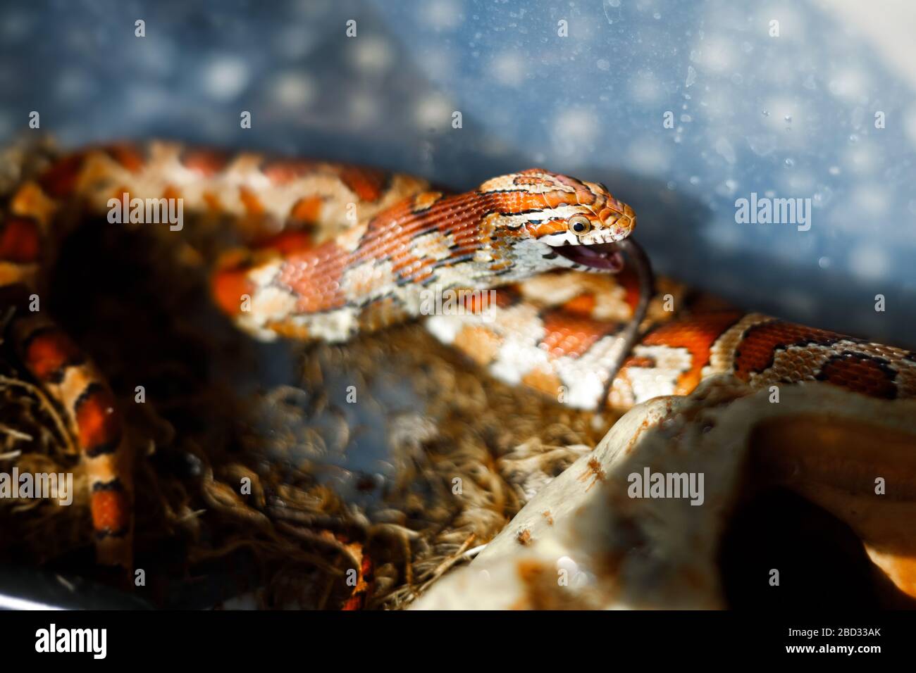 Corn Snake eating a dead baby mouse Stock Photo Alamy