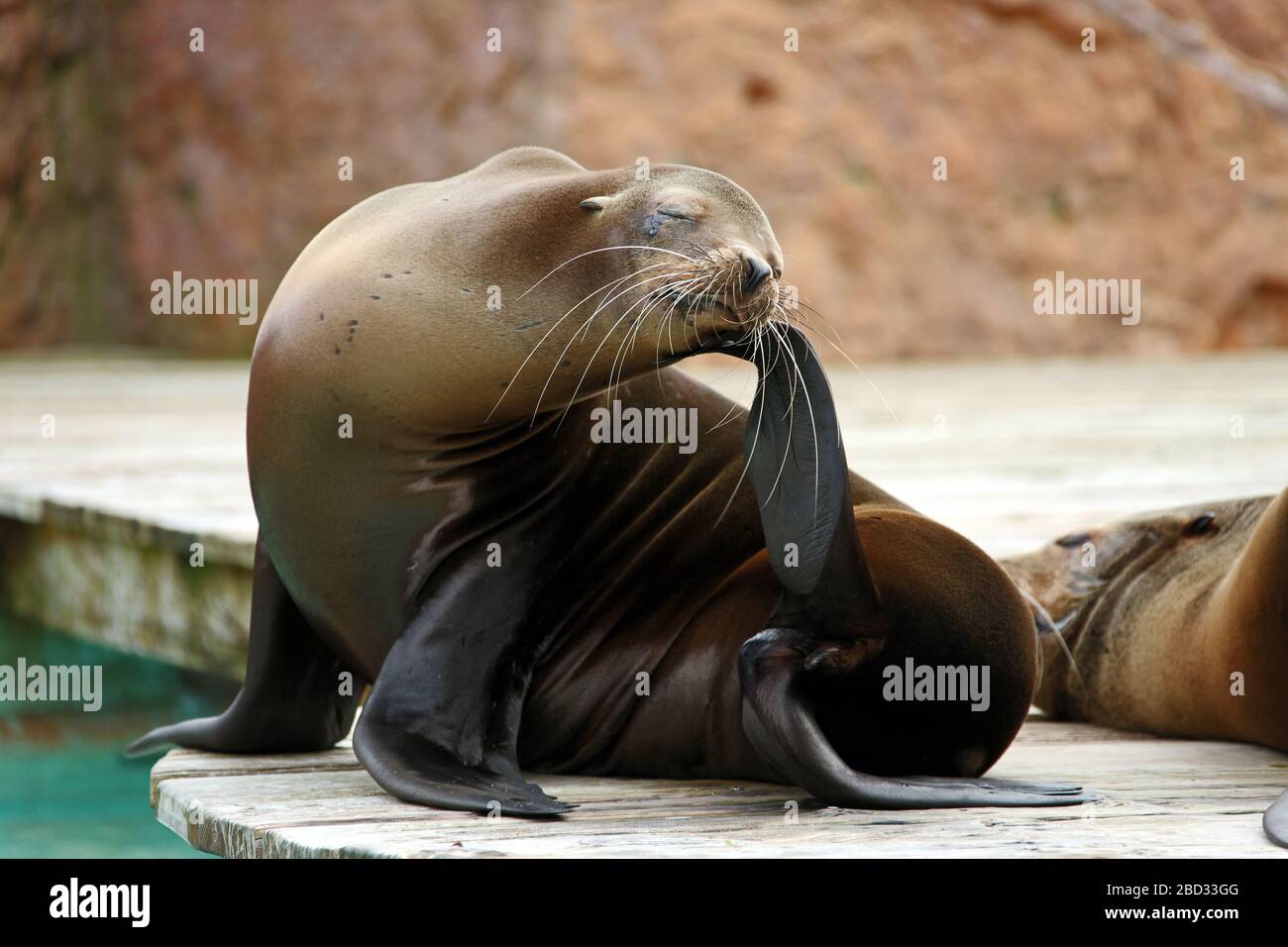 Marine seal. Lisbon Zoo. Stock Photo