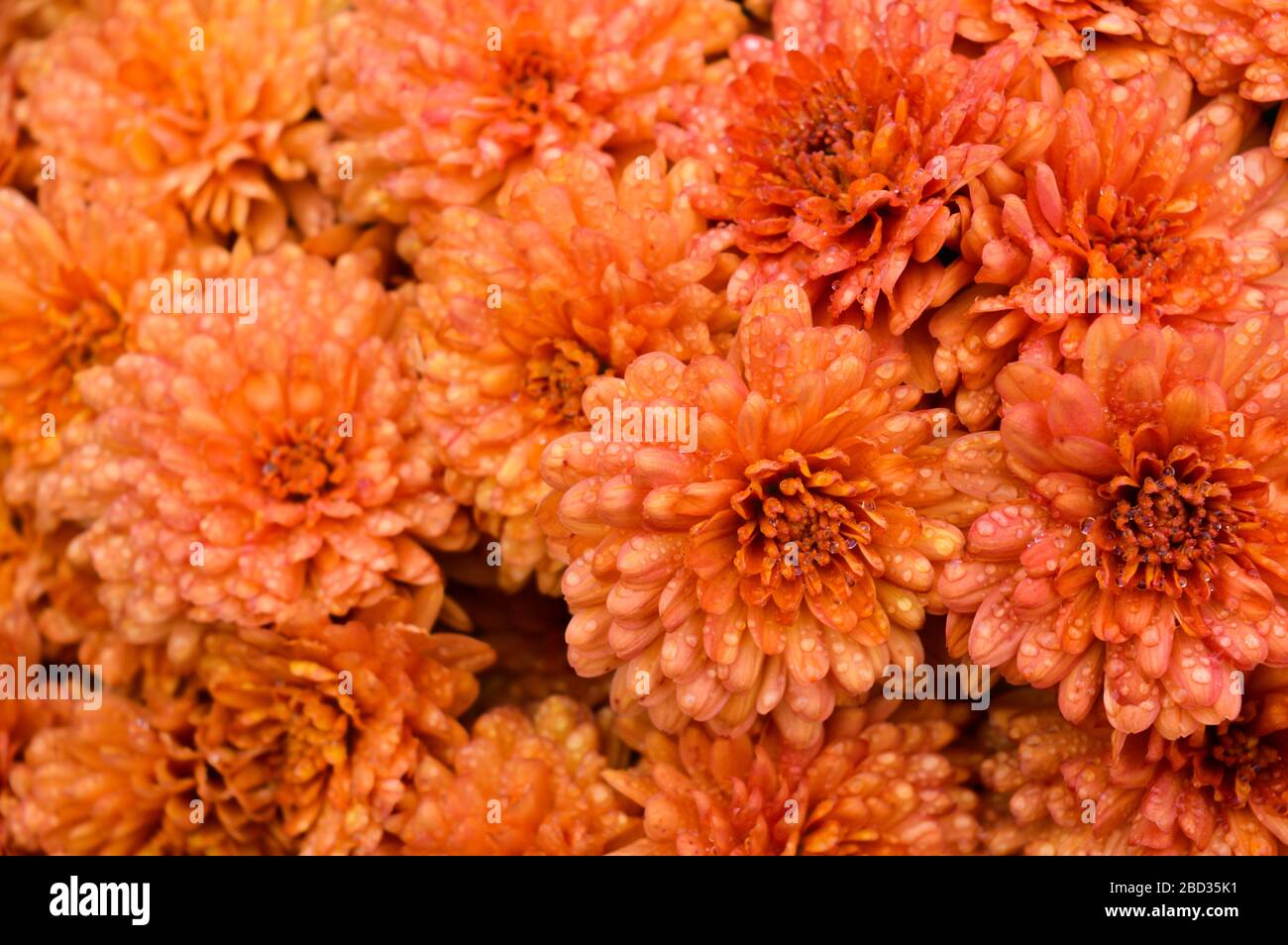 Japanese chrysanthemum floral hires stock photography and images Alamy