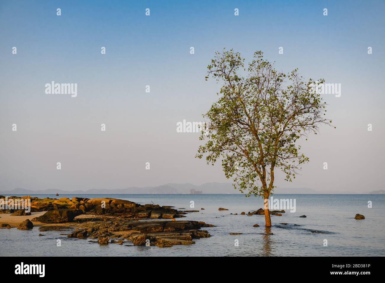 Nature landscape horizontal with water and growing tree at soft sunset ...