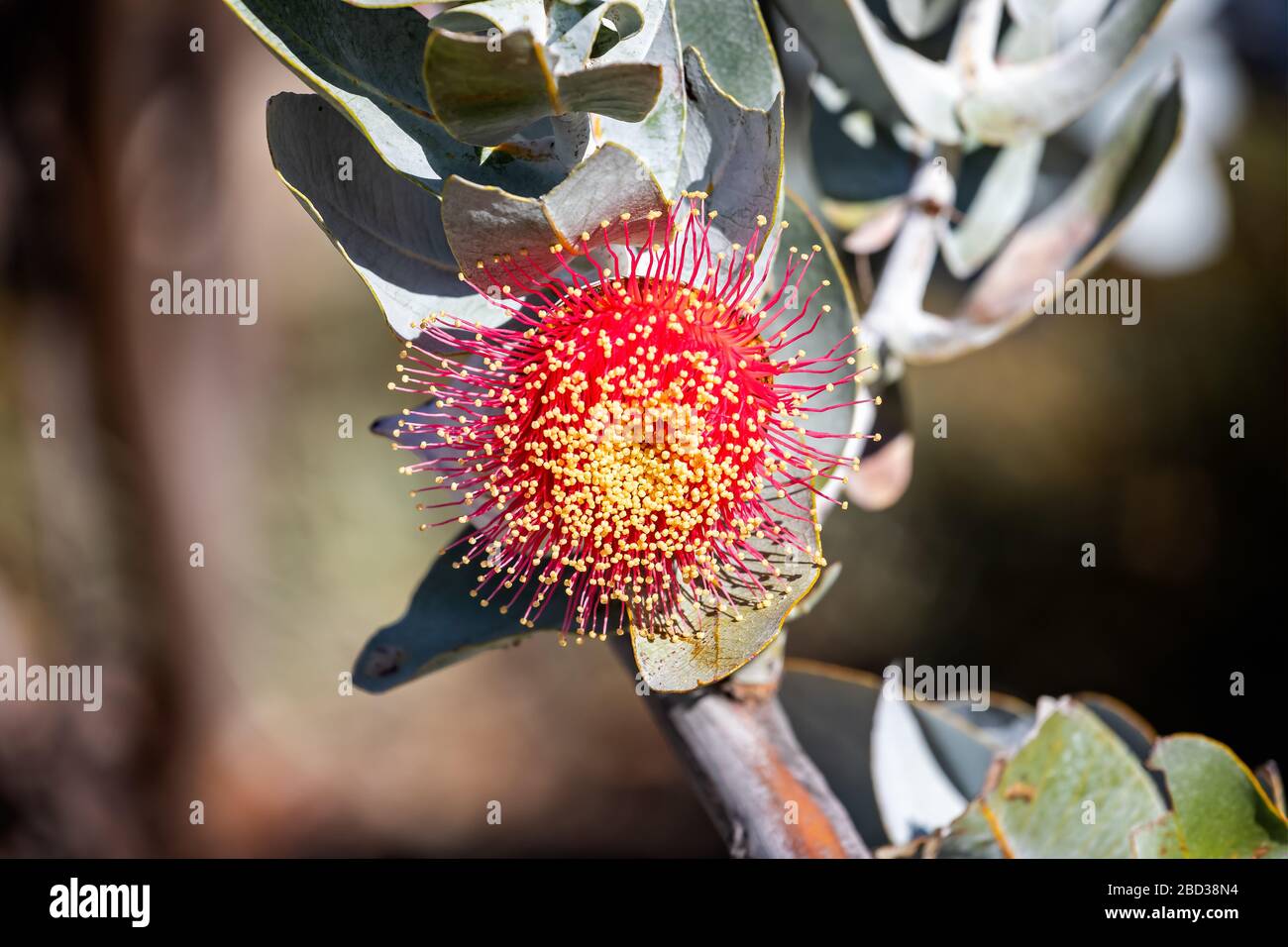 Close up of striking red gray or silver-barked eucalypts - Western Australia wildflower in full bloom Stock Photo