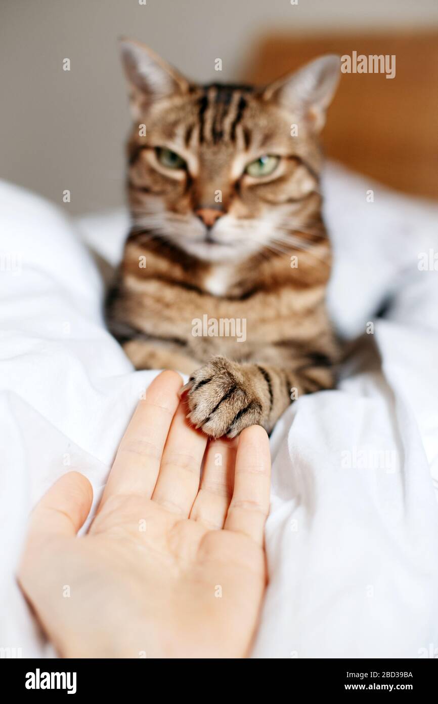 Man giving open empty hand palm to tabby cat. Woman touching cats paw