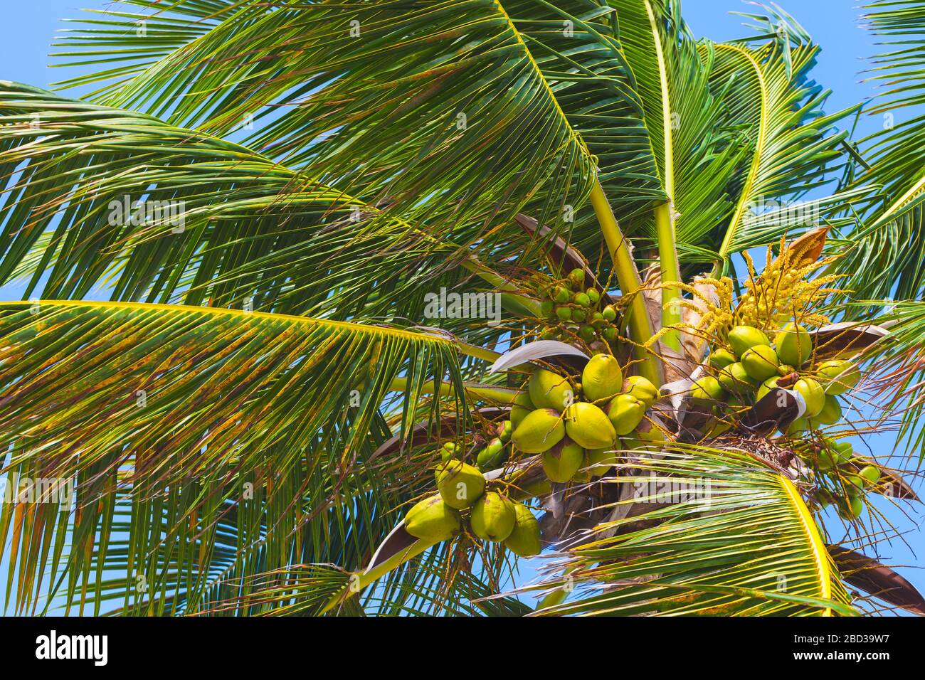 Coconut palm tree is under blue sky, Dominican republic nature Stock