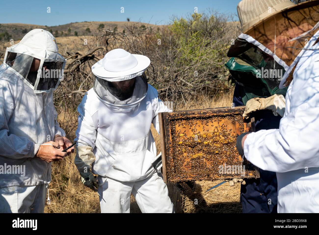 Beekeepers from Canada observe bee hives in the state of Guanajuato, Mexico. Stock Photo
