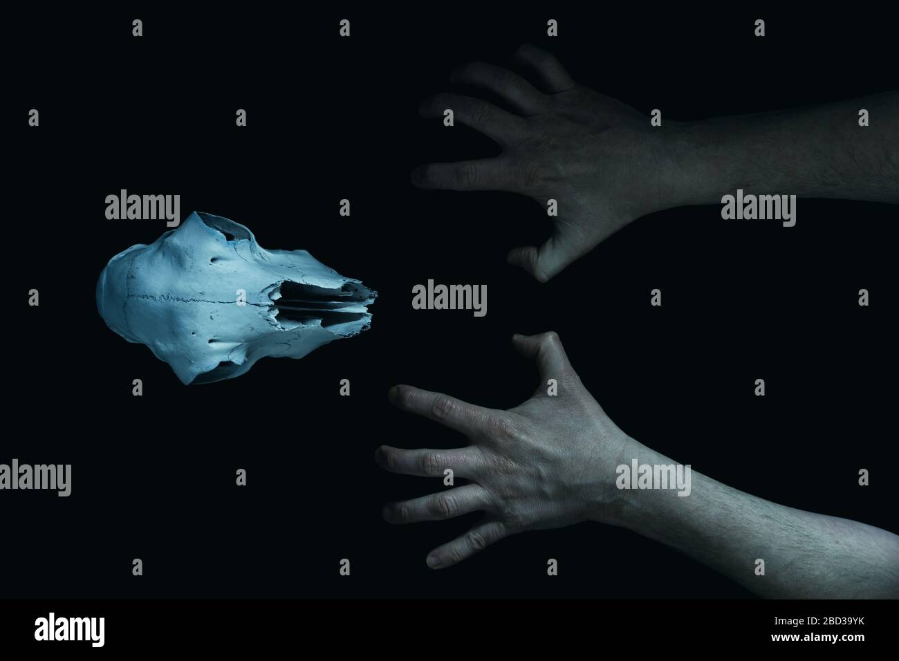 A dark, scary edit of mans hands grasping at an animal skull isolated on a black background Stock Photo