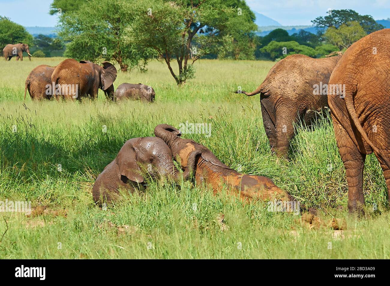 Young elephant calf wrestling and playing in high spirits Stock Photo