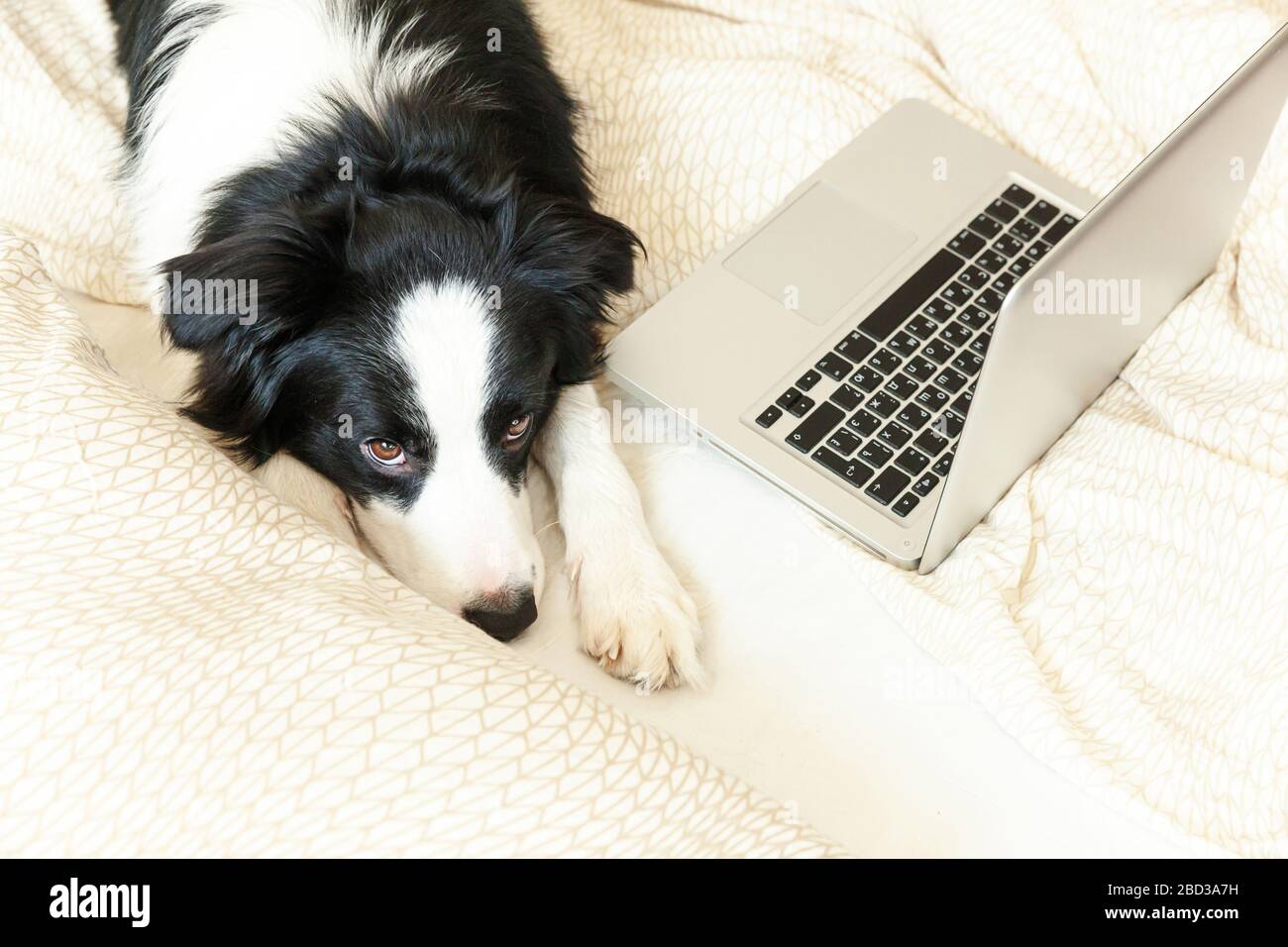 Mobile Office at home. Funny portrait cute puppy dog border collie on ...