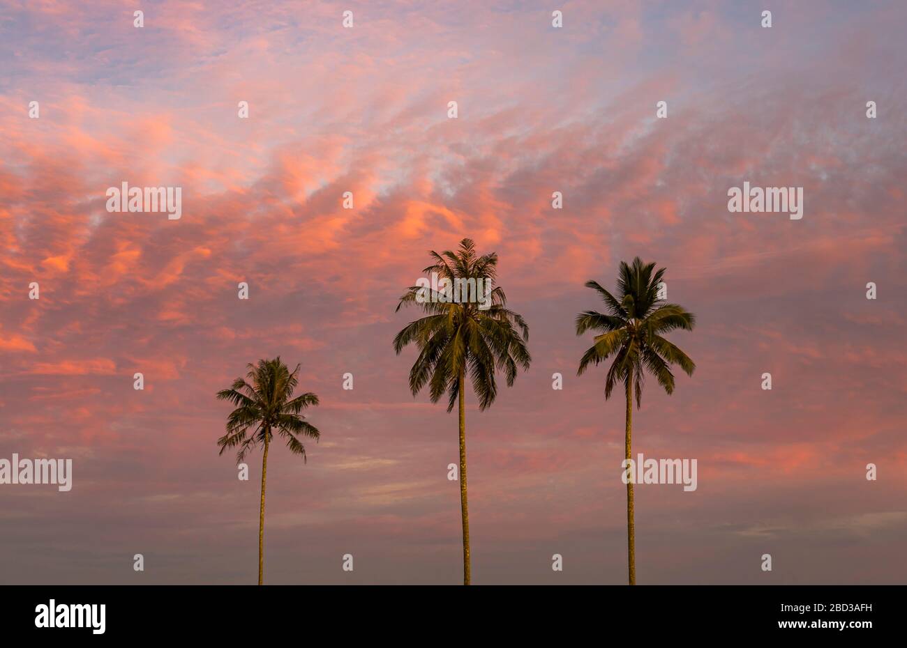 Picture like a postcard with three nice big palms on a pink bright vivid colorful sunset looks so dreamy best vacation time Stock Photo