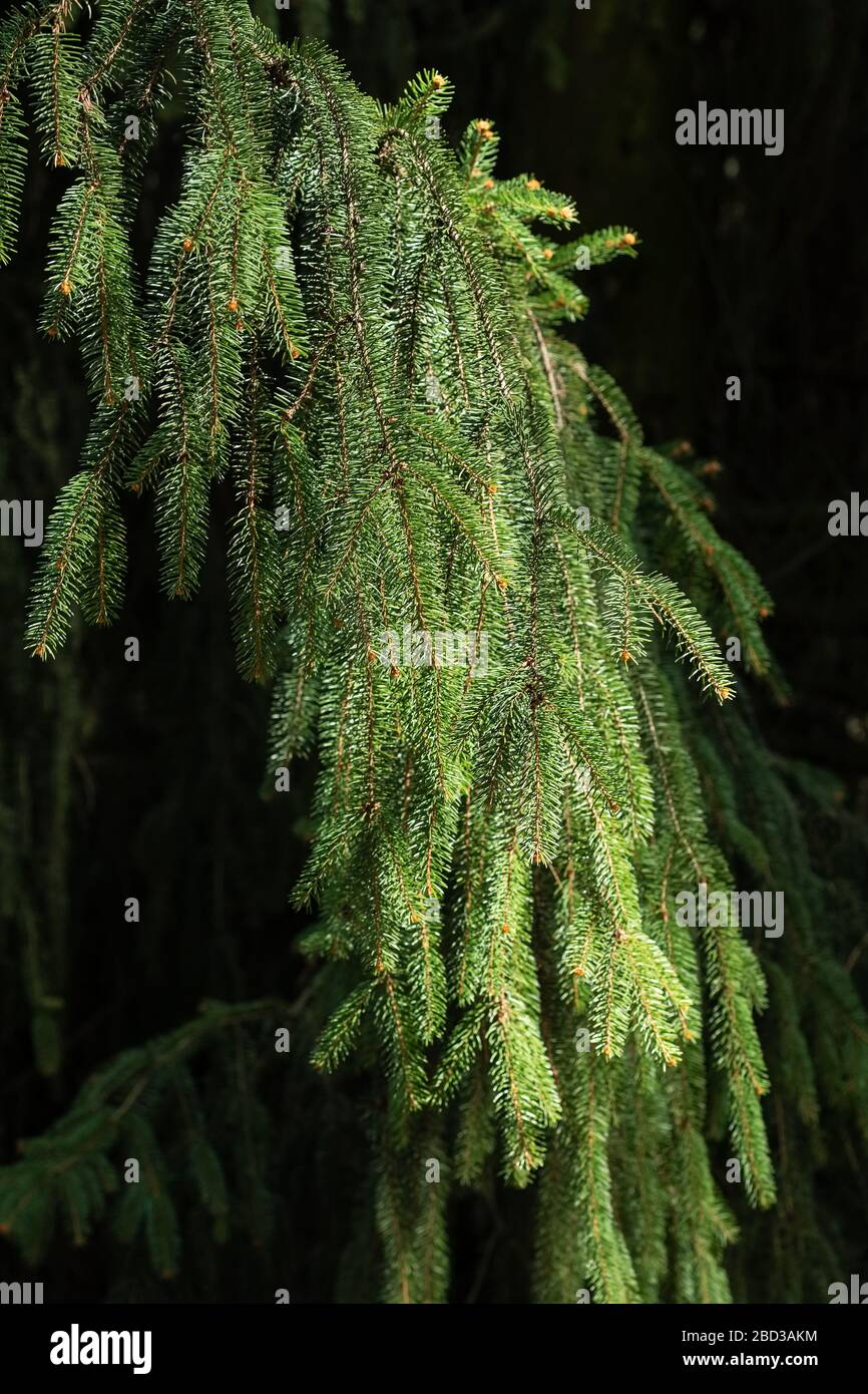 Spruce branches close-up on a black background. Stock Photo