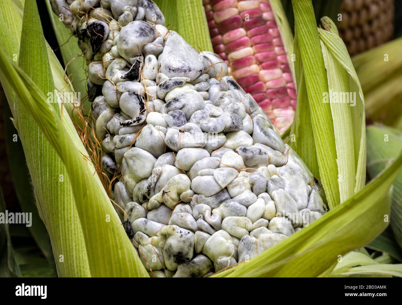 Ma z Huitlacoche Hi res Stock Photography And Images Alamy