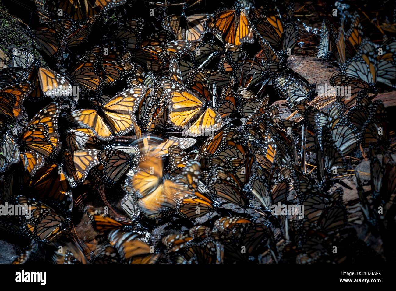 Hundreds of monarch butterflies maneuver for a drink of water in the Rosario Sanctuary of Michoacan, Mexico. Stock Photo