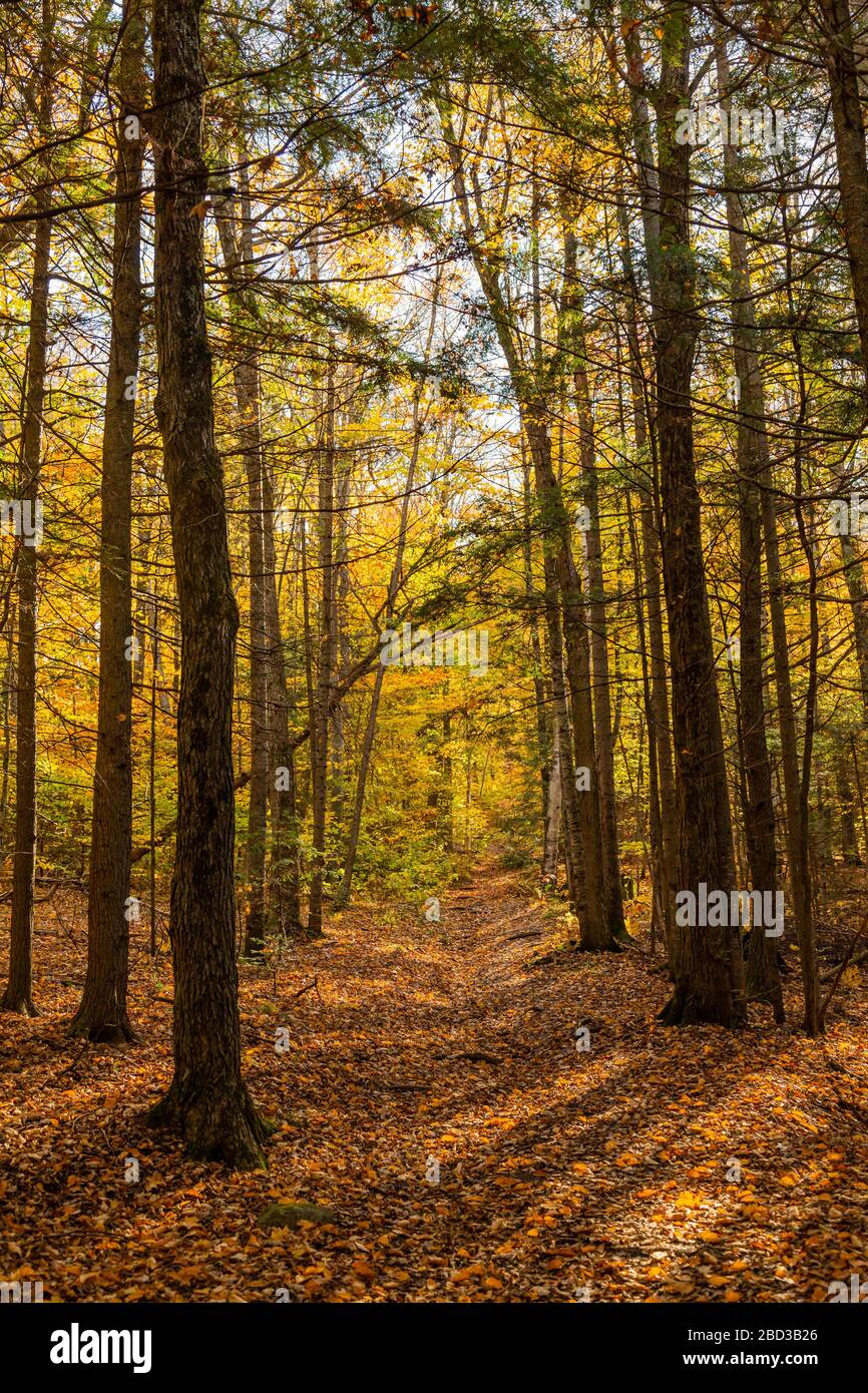 Pathway in the forest during a sunny autumn day Stock Photo