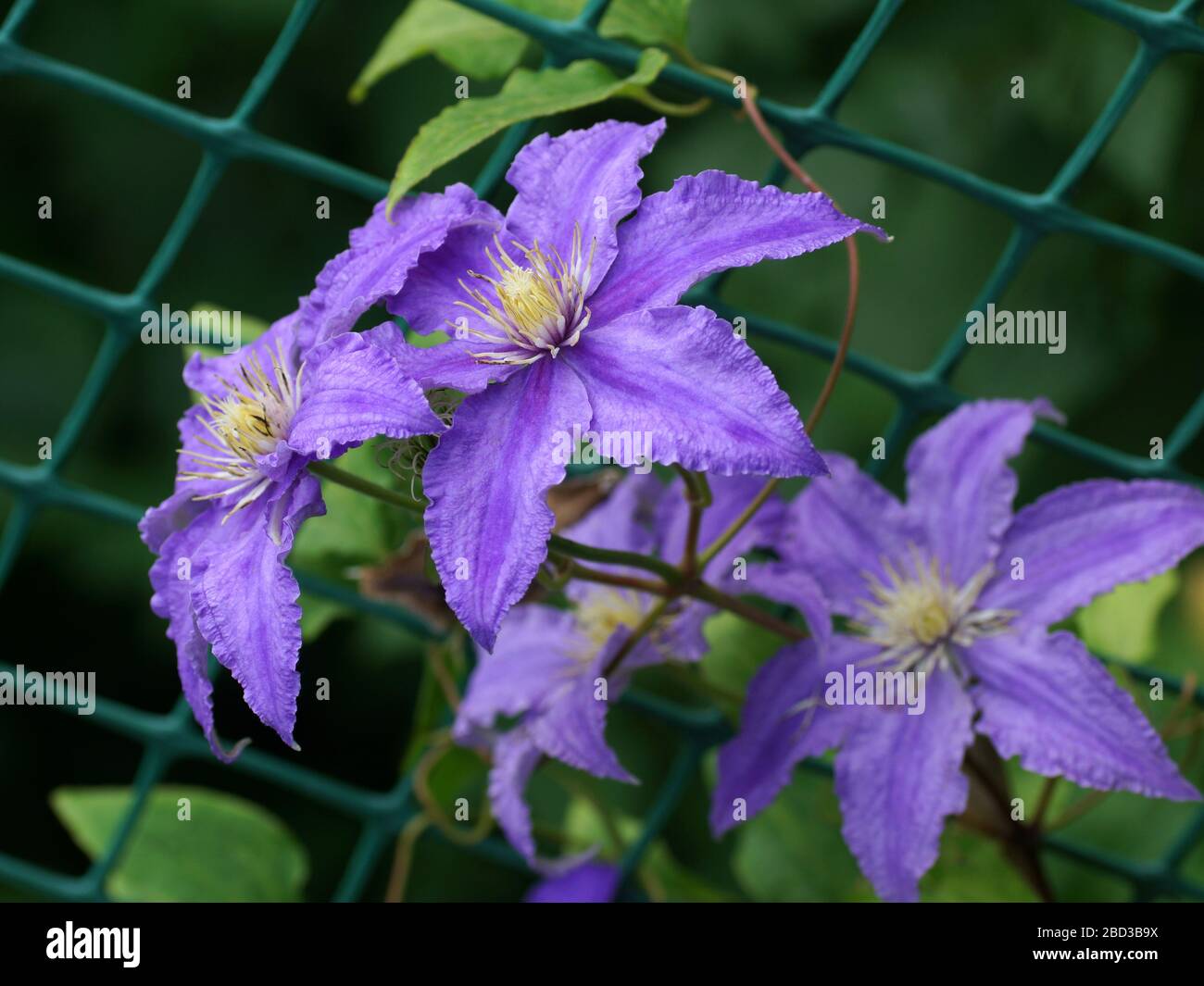 Beautiful summer flowers in a vertical garden gardening. Flowers