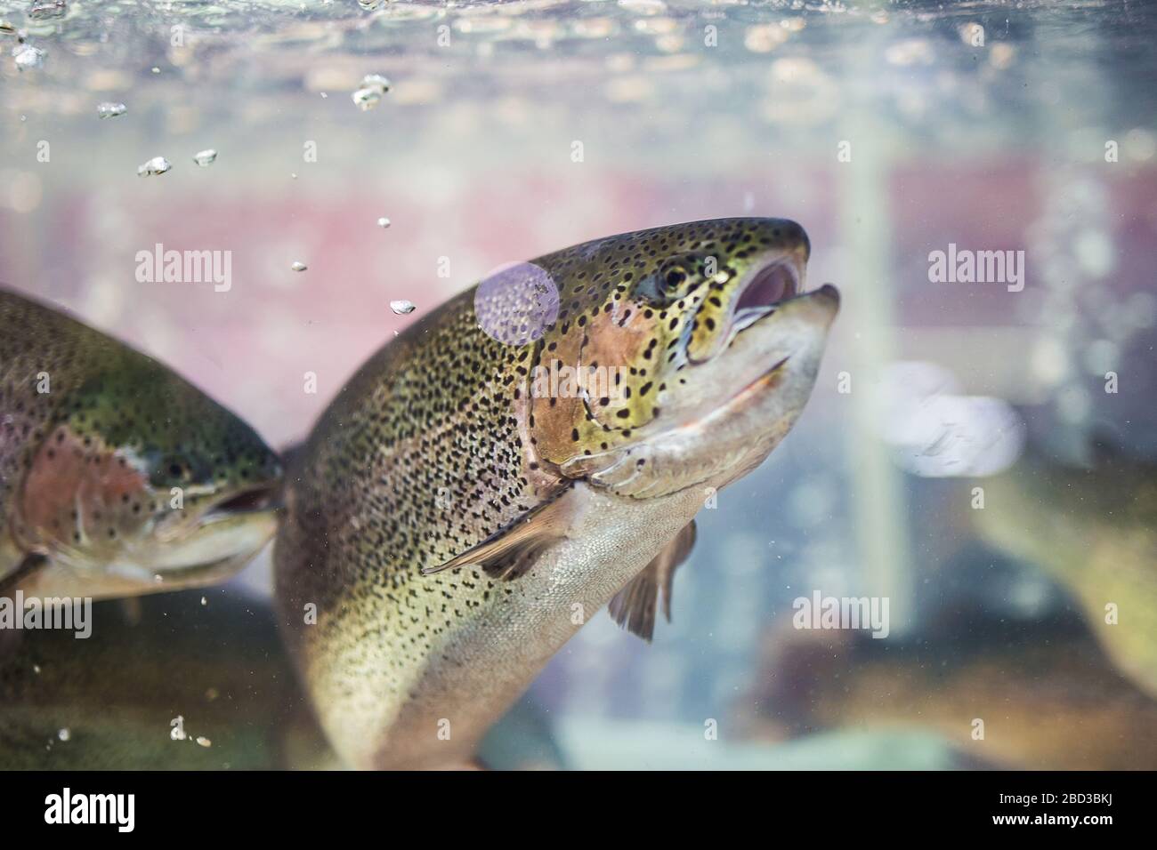 Steelhead trout or Rainbow trout close-up floating under water background Stock Photo