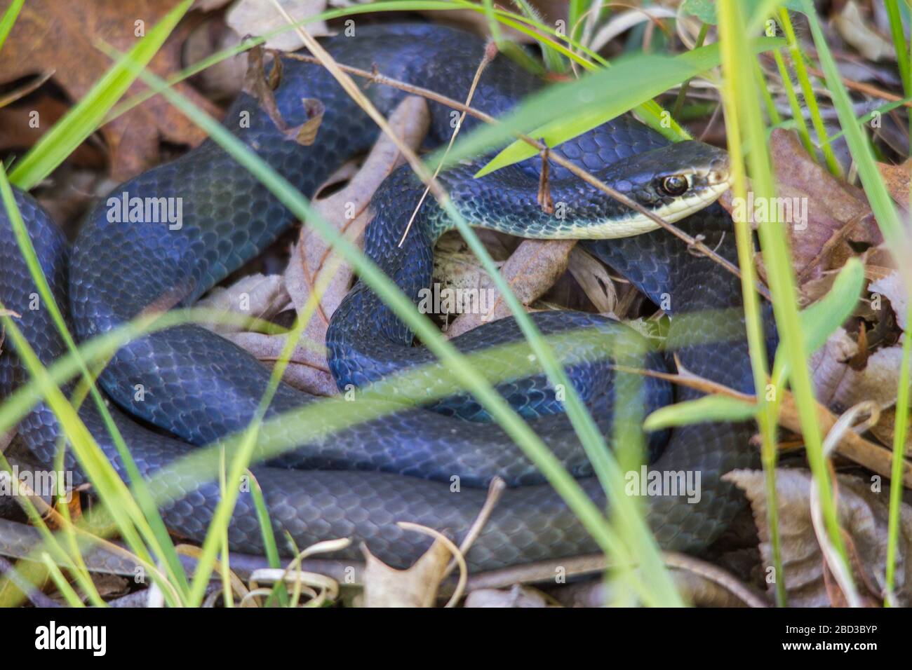 Snake in the grass. Stock Photo