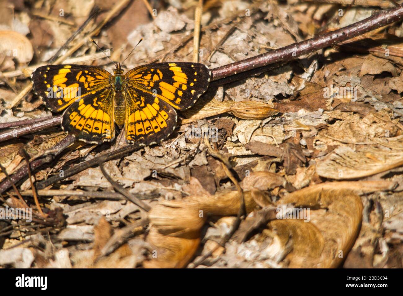 Silvery Checkerspot Butterfly. Stock Photo