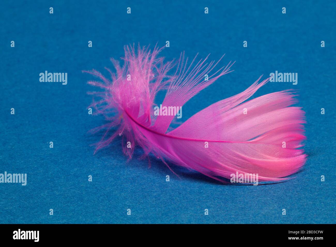 Feathering chicken hi-res stock photography and images - Alamy