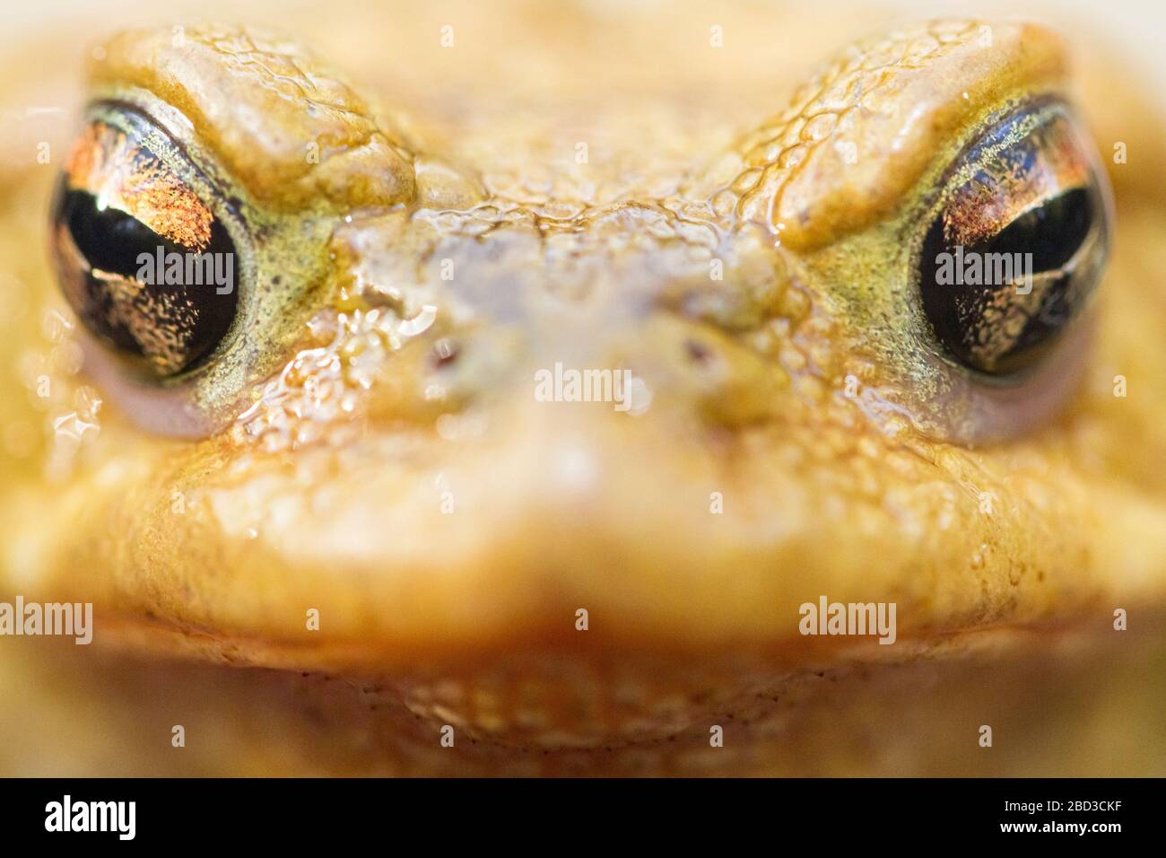 Ccommon toad (bufo bufo) close portrait. Stock Photo