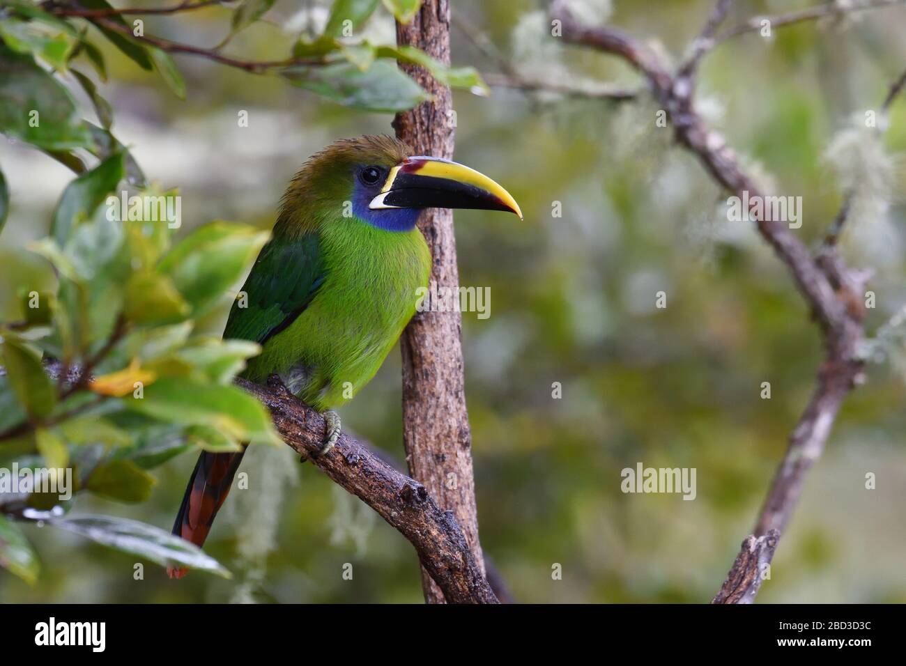 Northern Emerald-Toucanet in Costa Rica cloud forest Stock Photo